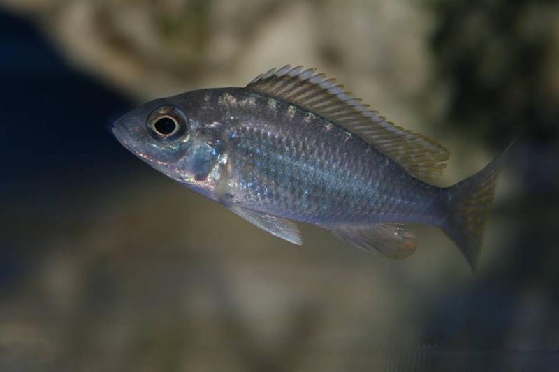 Placidochromis sp. 'blue otter' Tsano Rock